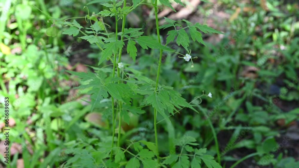 An elevated Lesser balloon vine without support. The vine is swaying in the wind An elevated Lesser balloon vine without support. The vine is swaying in the wind