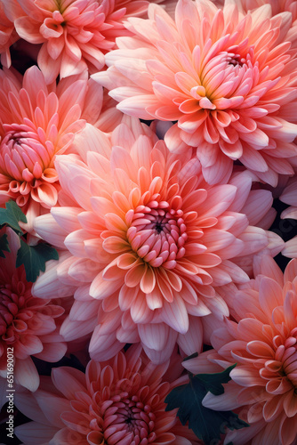 Unique bright texture of pink large chrysanthemums