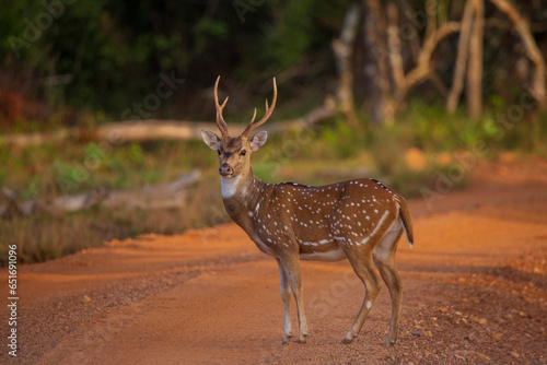 Axis Deer in the wild in Wilpattu National Park , SriLanka photo