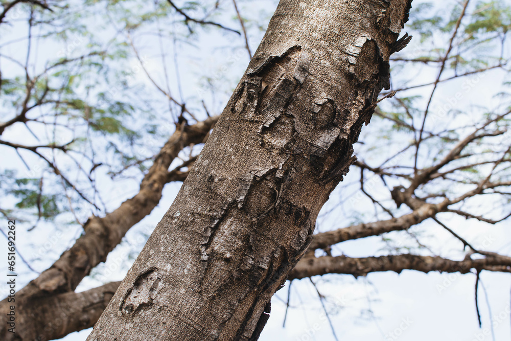 Obraz premium Tree trunk with textured bark and branches against blue sky in natural forest setting