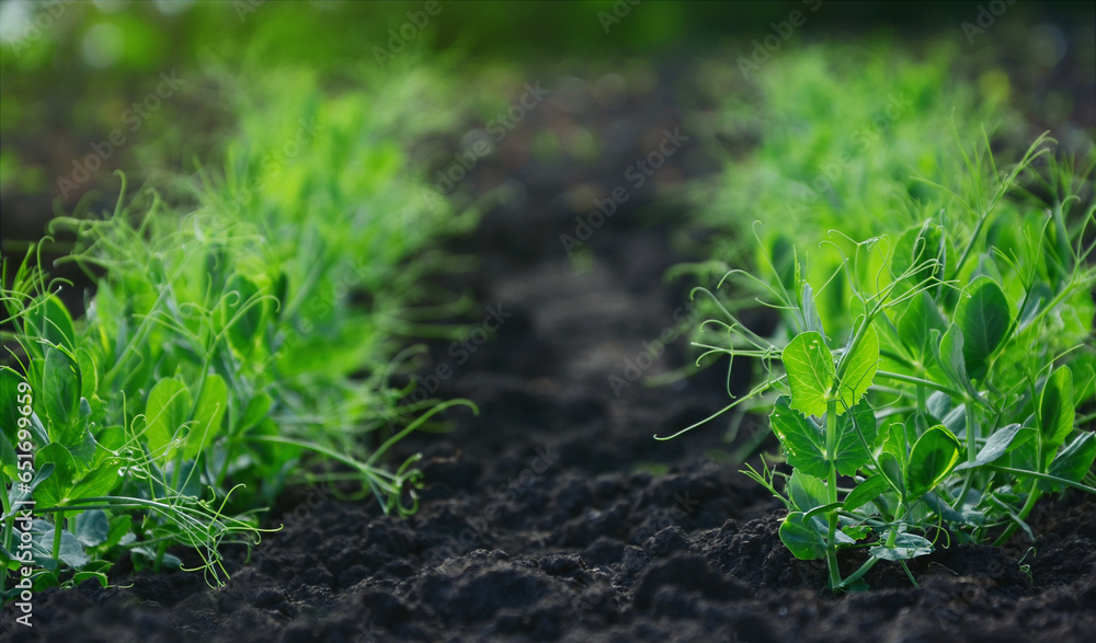 Seedlings in the garden. Young green pea seedlings in the spring garden. Caring for seedlings.