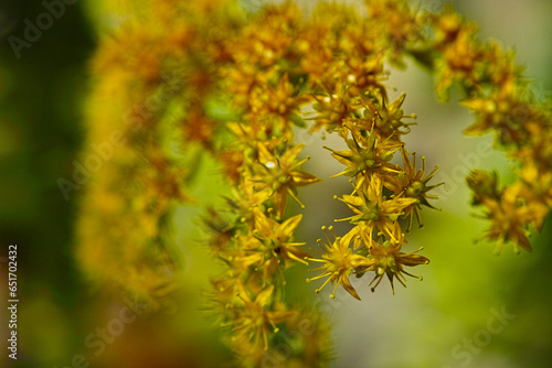 close up of yellow flower