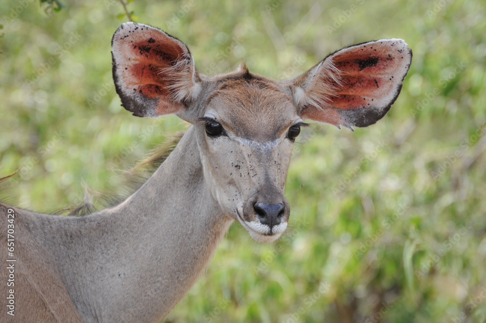 Fototapeta premium adorable kudu alerted in the wild of south africa in kruger national park
