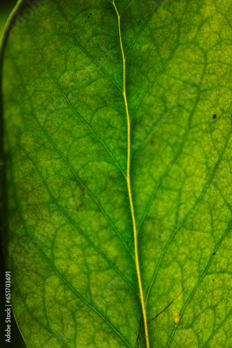 green leaf texture