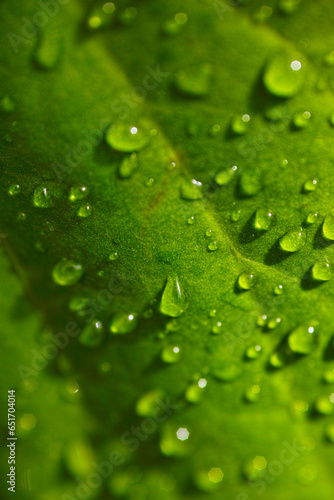 water drops on green leaf