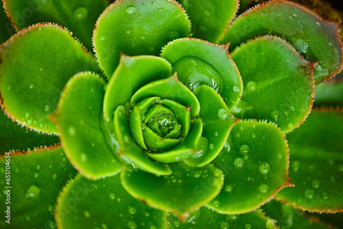 close up of a succulent