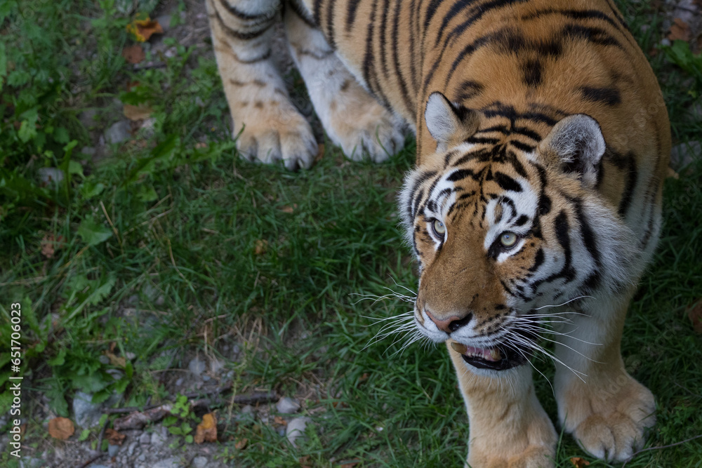 Fototapeta premium Tigre