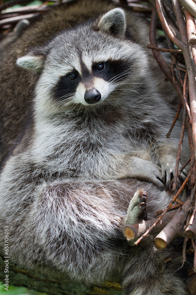 Fototapeta premium Raton laveur