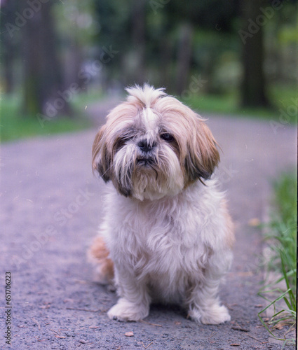 shih tzu dog sits in the park in the summer, fujicolor pro 400h