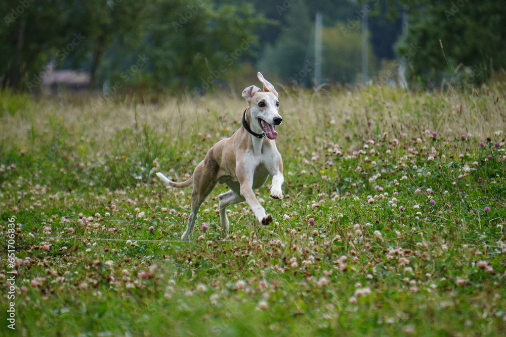 whippet running in the park grass whippet running in the park grass