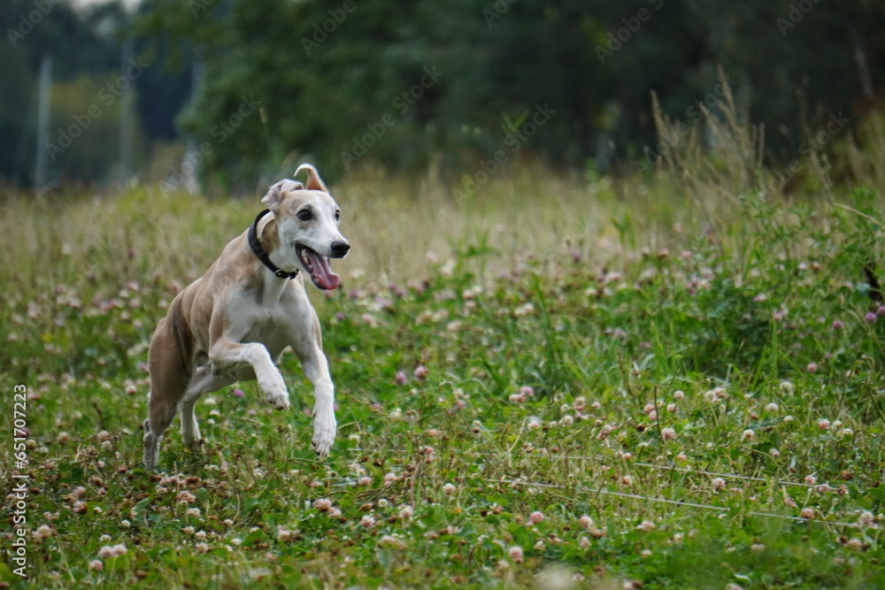 whippet running in the park grass