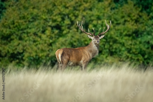 Beautiful deer in a park in September in England