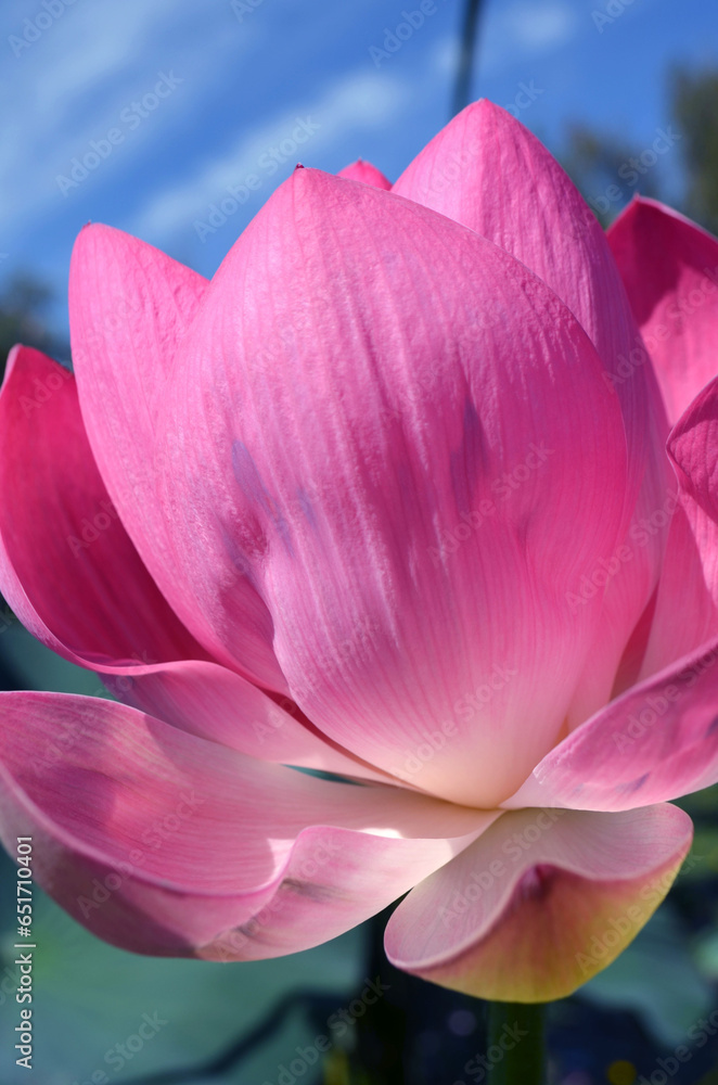 lotus flowers lotus flowers