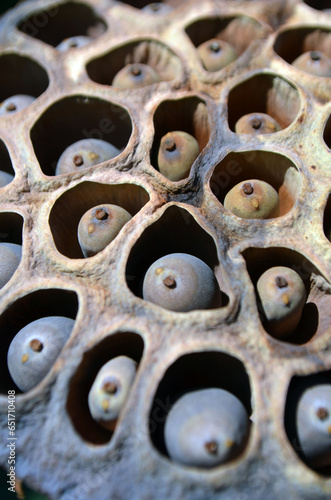 lotus seeds