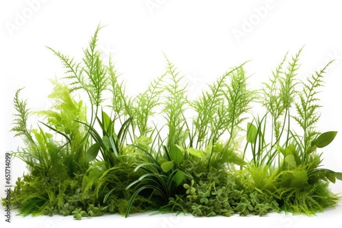 A beautiful green plant with fresh moss in a nature-inspired aquarium background, creating a serene underwater landscape.