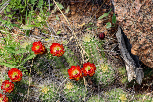 Red cactus, Kingcup cactus, Echinocereus triglochidiatus,  flowers blooming on a nature trail located at the Enchanted Rock State Park, Texas photo