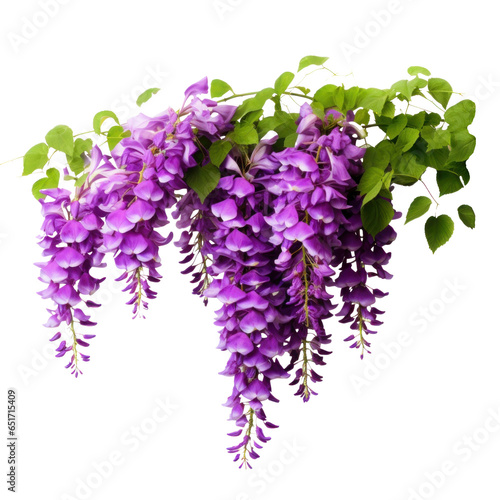 branch of beautiful hanging purple wisteria flowers, png file of isolated cutout object on transparent background.