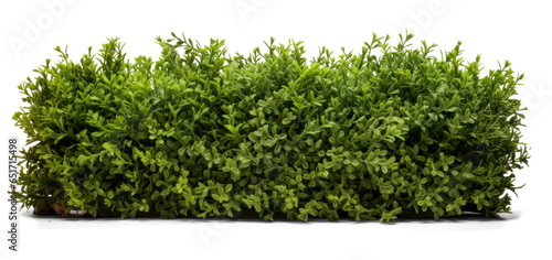 green trimmed bush hedge fencing, png file of isolated cutout object with shadow on transparent background.