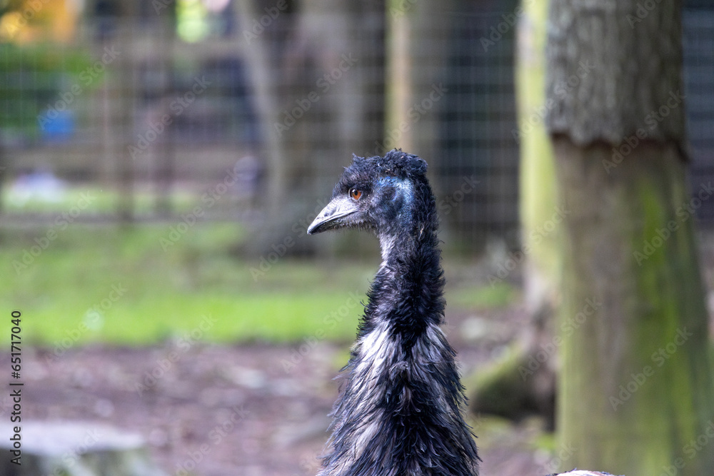 Fototapeta premium portrait of a peacock