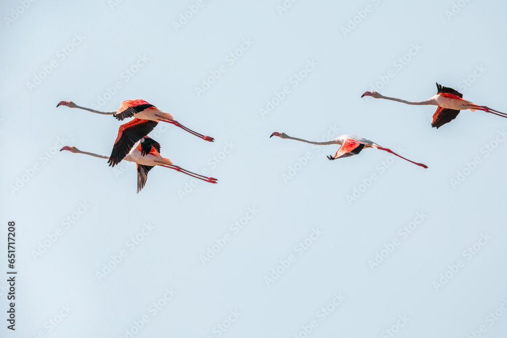 Fototapeta premium A flock of pink flying flamingos on the beach of Alexandroupolis Evros Greece, near to Delta Evros national park