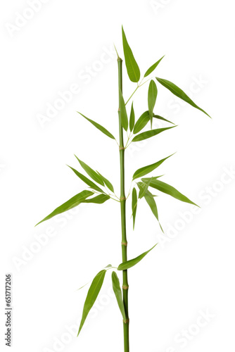 bamboo branch with green leaves  png file of isolated cutout object on transparent background.