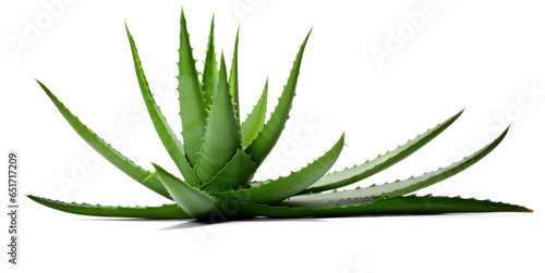 aloe bush, png file of isolated cutout object with shadow on transparent background.