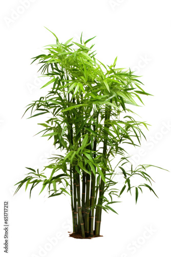 bamboo bunch with green leaves, png file of isolated cutout object on transparent background. © Аrtranq