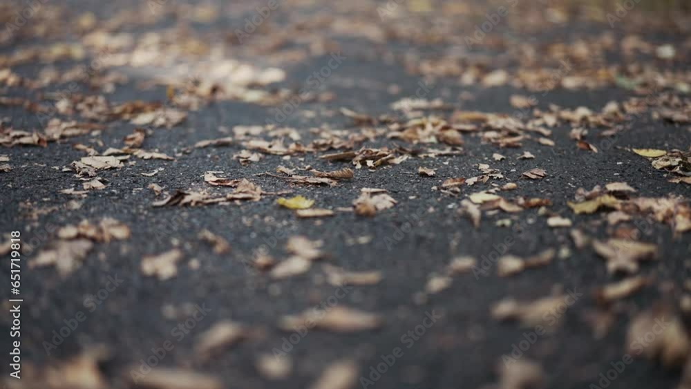 Slow-motion walking through dead/brown leaves on a paved path. Slow-motion walking through dead/brown leaves on a paved path.