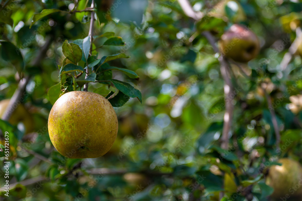 Off center Golden Russet apple hanging on lush orchard tree