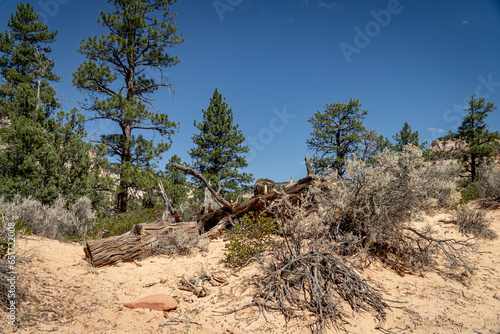 landscape, travel, zion, canyon, utah, hike, hiking, sky, park, national, view, mountain, rock, scenic, wild, valley, outdoor, peak, nature, natural, trail, sandstone, tourism, cliff, usa, river, suns