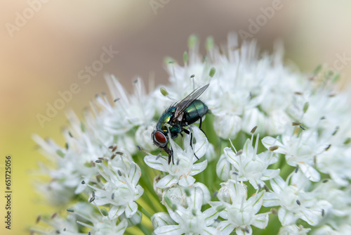 Green blowfly eats honey from an anise flower