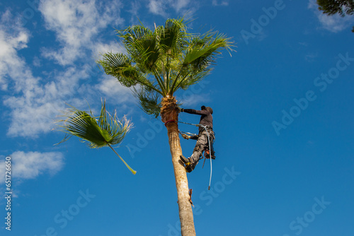 Palm tree trimmer cleaning a washingtonia palm tree photo