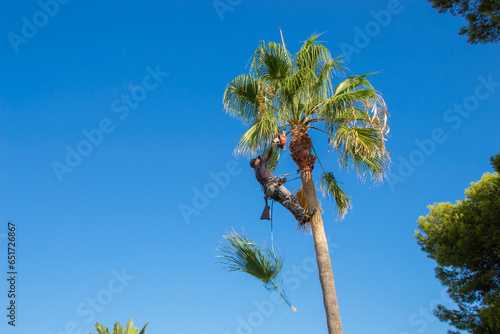 Quadro em tela Latin palm pruner trimming the leaves of a palm tree in a garden