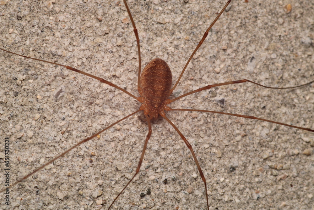 natural opilio dinaricus spider photo