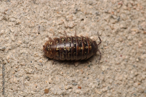 Isopods beetle animal macro photo