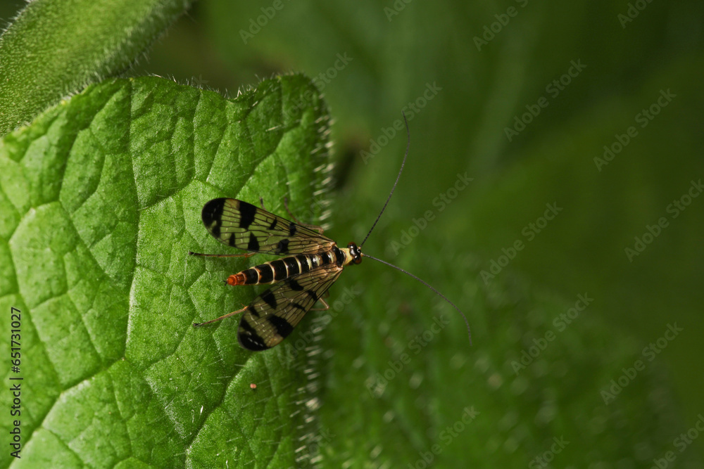 natural panorpa communis insect photo natural panorpa communis insect photo