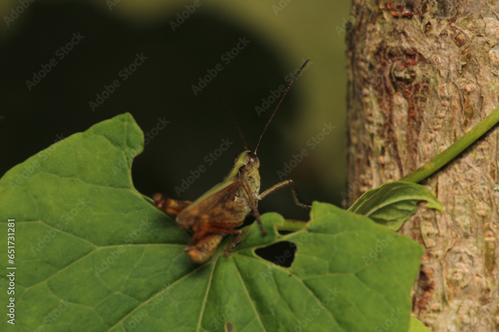 rufous grasshopper insect macro photo rufous grasshopper insect macro photo