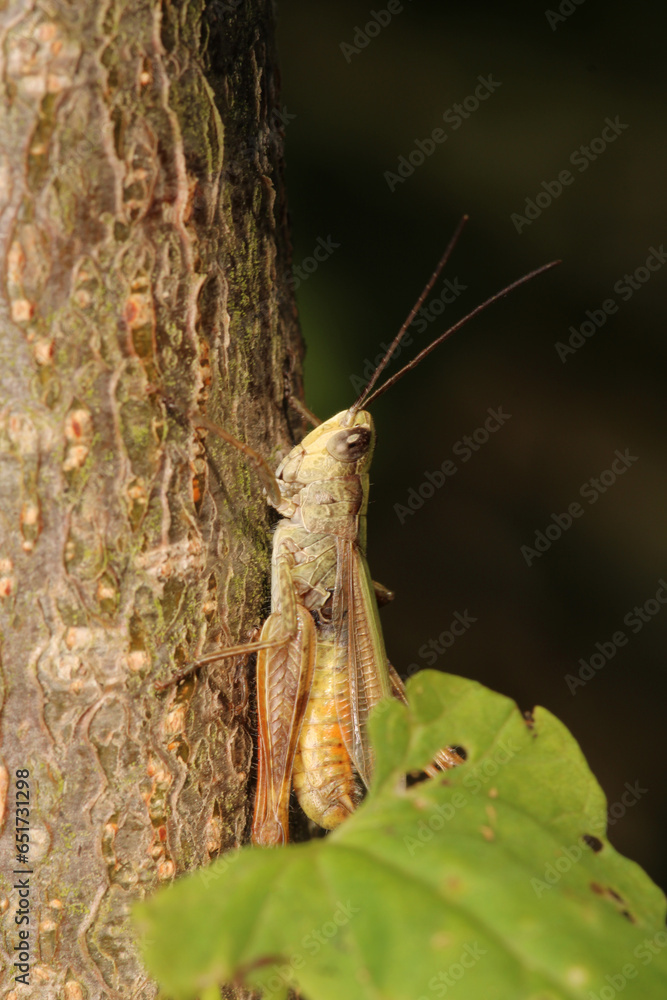 rufous grasshopper insect macro photo rufous grasshopper insect macro photo
