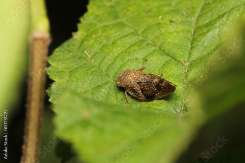 Принти на полотні glassy winged sharpshooter insect macro photography