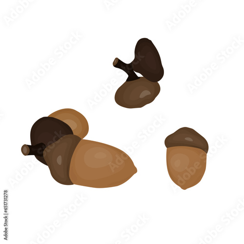 acorn on white background.plant vector illustration