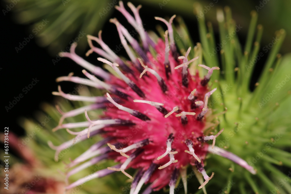 natural lesser burdock flower photo natural lesser burdock flower photo