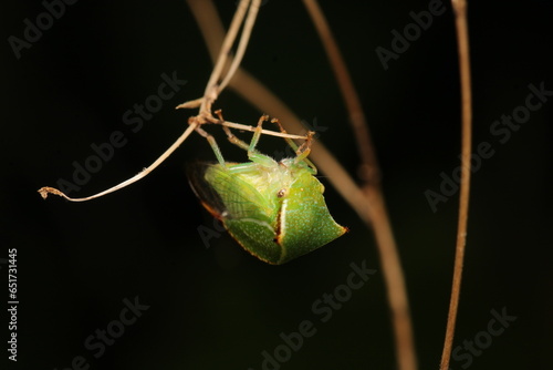 natural Passionvine hopper insect macro photo photo