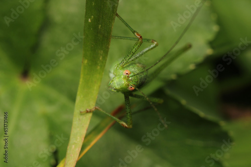 hexacentrus japonicus insect macro photo