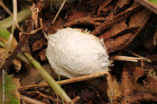 spider nest macro on dry leaf