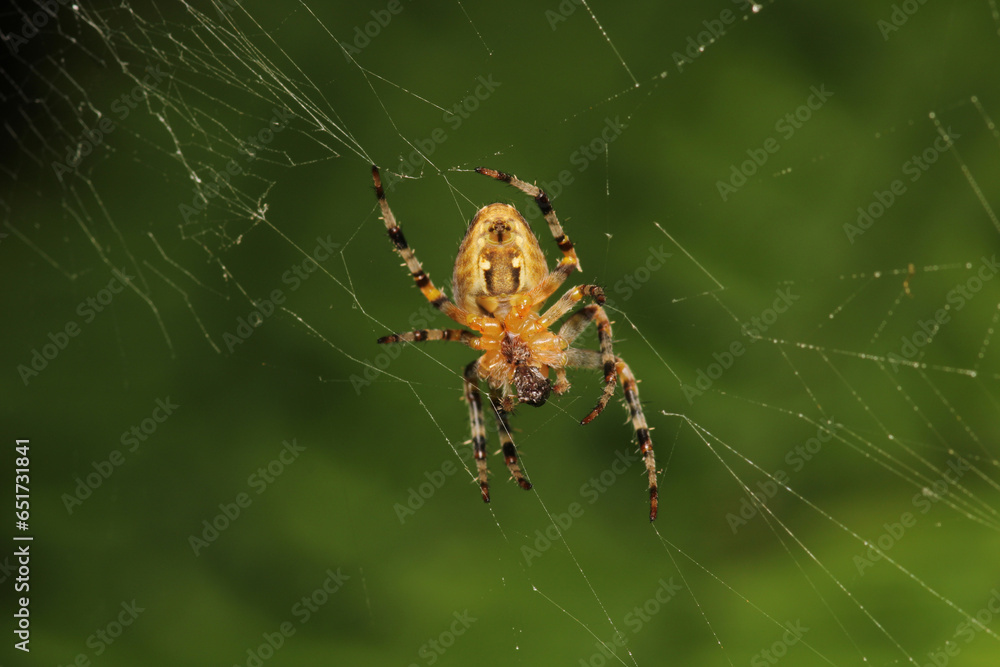 Natural Linyphia Triangularis Spider Macro Photo Natural Linyphia Triangularis Spider Macro Photo
