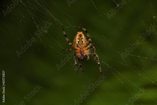 Natural Linyphia Triangularis Spider Macro Photo © Recep