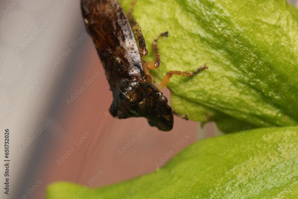 Fototapeta premium buffalo treehopper beetle macro photo