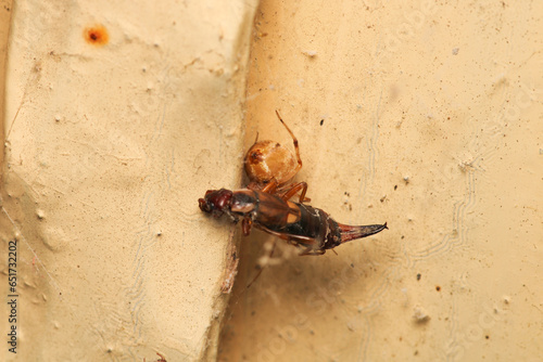 natural parasteatoda tepidariorum spider macro photo