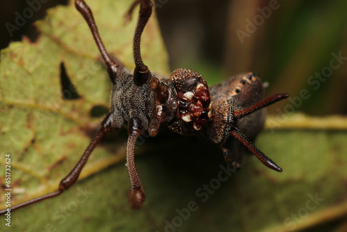 stauropus fagi insect macro photo photo