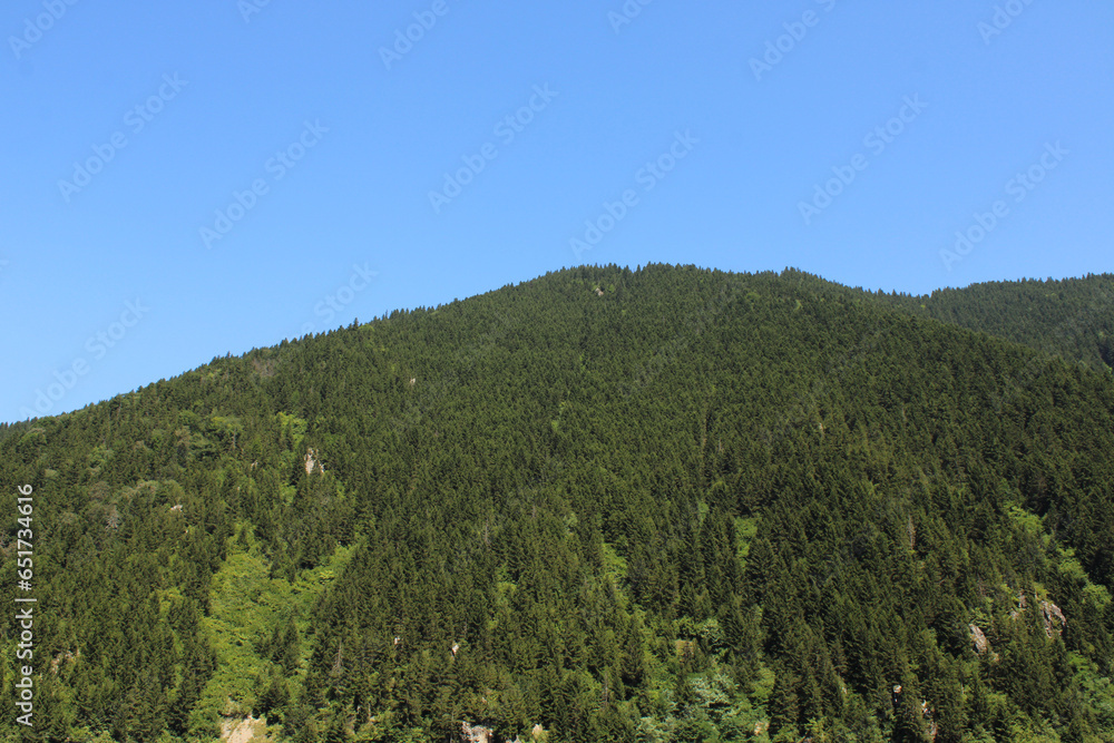 green trees forest landscape photo green trees forest landscape photo